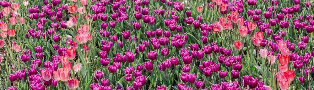 multi-colored tulips multi-colored tulips