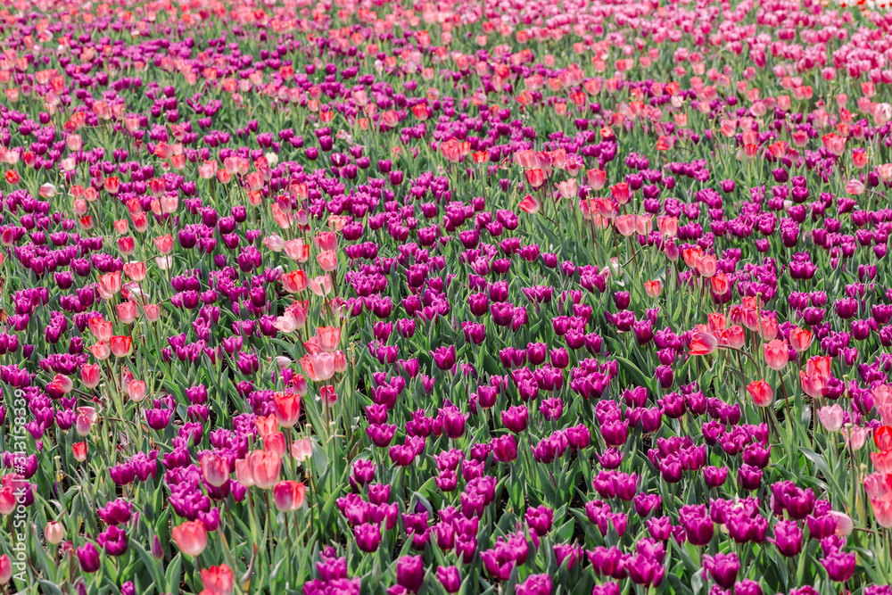 multi-colored tulips