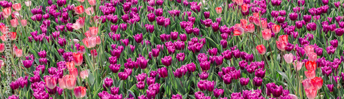 multi-colored tulips