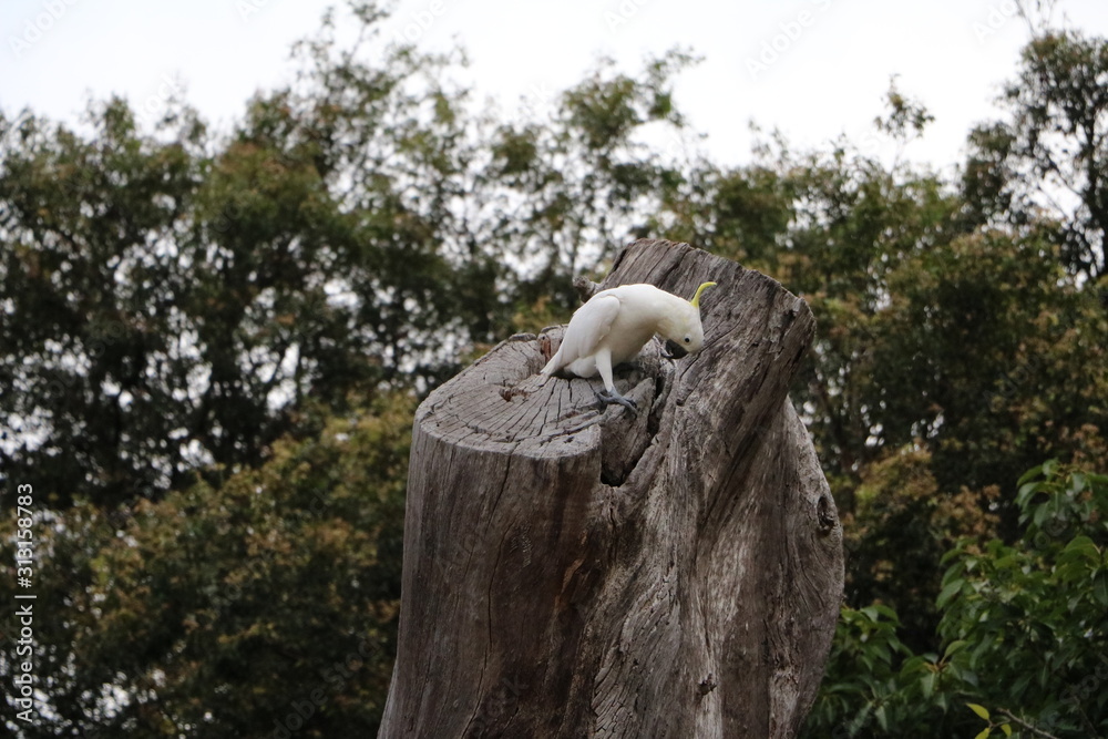 Cacatua galerita in Royal Botanic Gardens in Sydney, Australia