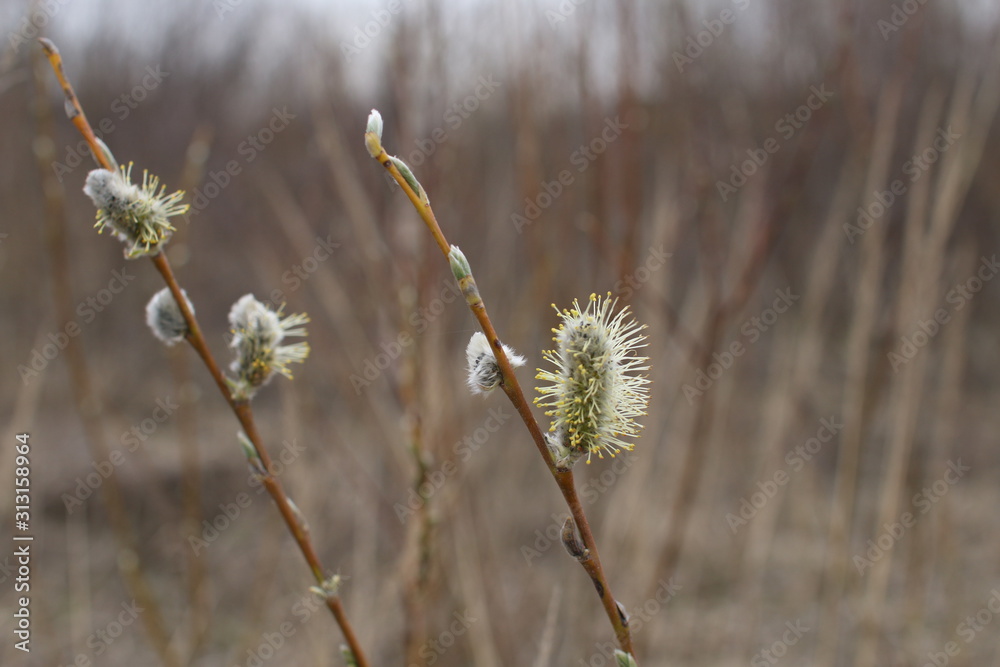 Fototapeta premium wild flowers on a background of blue sky