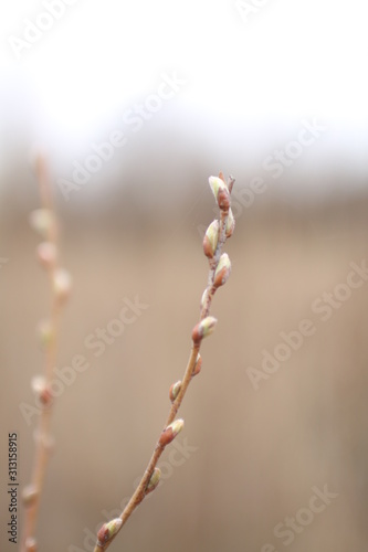 branch of willow