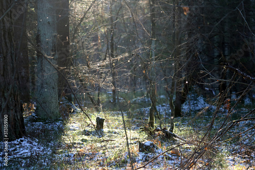 Fototapeta Naklejka Na Ścianę i Meble -  ray of sunshine in the forest