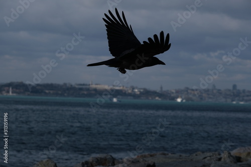  Flying Crow