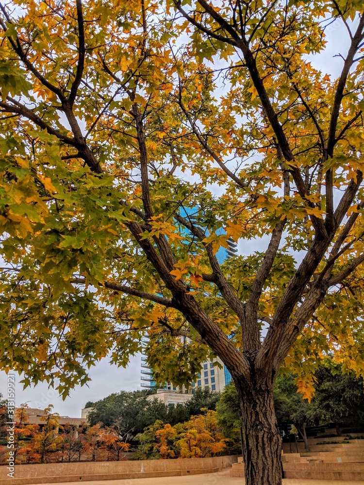 tree in autumn