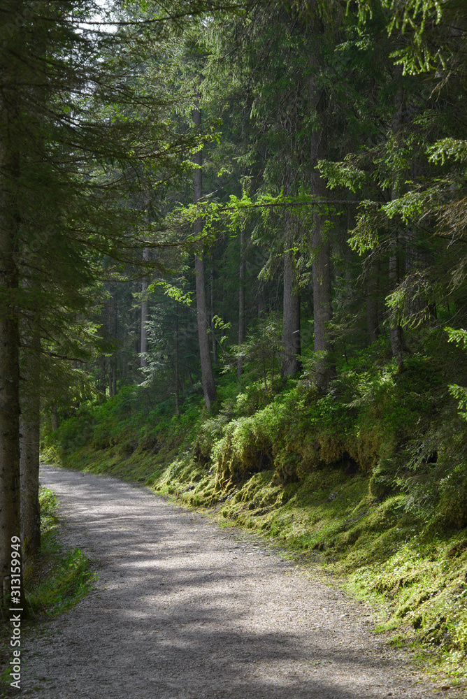Fototapeta premium trail trough forest near gosau