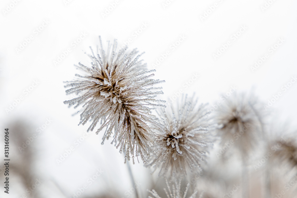 Eis Kristalle auf  Gras Schilf mit eisigen Schilf Blüten Früchten im Winter 