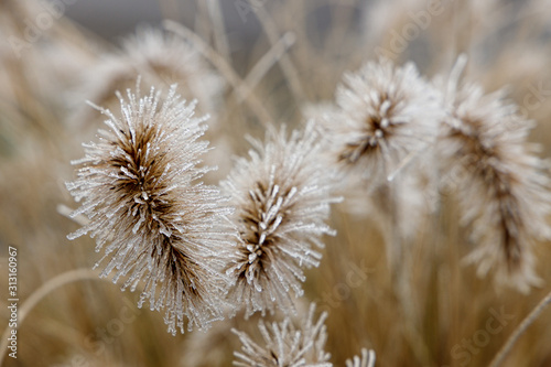 Gefrorenes Gras Schilf mit eisigen Schilf Blüten Früchten im Winter 