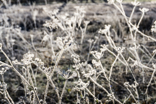 Winter Flowers © Anna