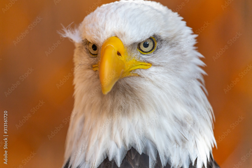 Bald Eagle Bald Eagle