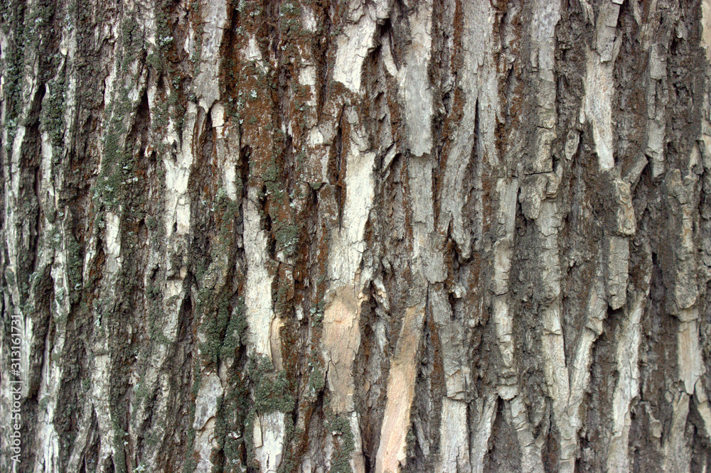 Old oak bark close-up. Grunge wallpaper. Bark of an old tree Old oak bark close-up. Grunge wallpaper. Bark of an old tree