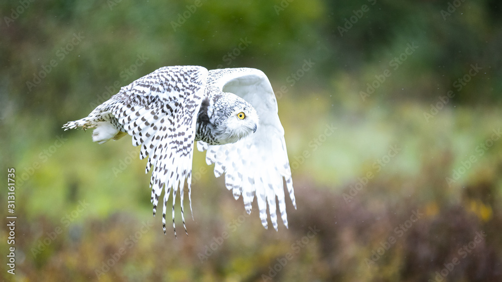 Fototapeta premium Snowy Owl