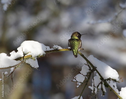 Hummingbird on snowy branch in winter, green feathers