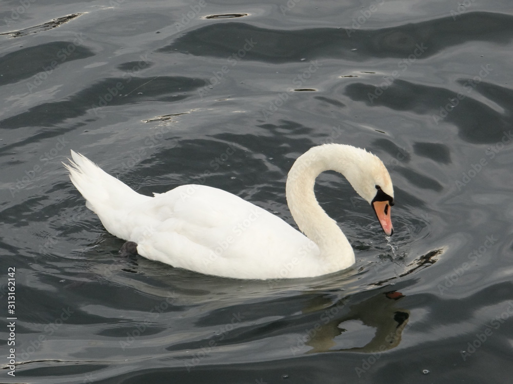 Fototapeta premium Swan on Danube river in Viena / Cisne en el Danubio en Viena