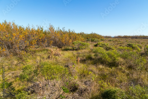 Tamarind Trees and brush-covered sand dunes act as wind block for Galveston Island Pasture Land