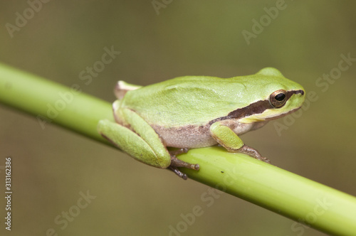 Hyla meridionalis Mediterranean tree frog stripeless tree frog small amphibious abundant in places with high humidity where it goes to spawn mimicking in green places