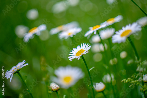 Spring, blooming daisies close-up on a chamomile field photographed with a soft lens