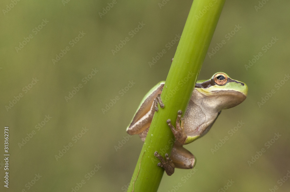 Hyla meridionalis Mediterranean tree frog stripeless tree frog small amphibious abundant in places with high humidity where it goes to spawn mimicking in green places
