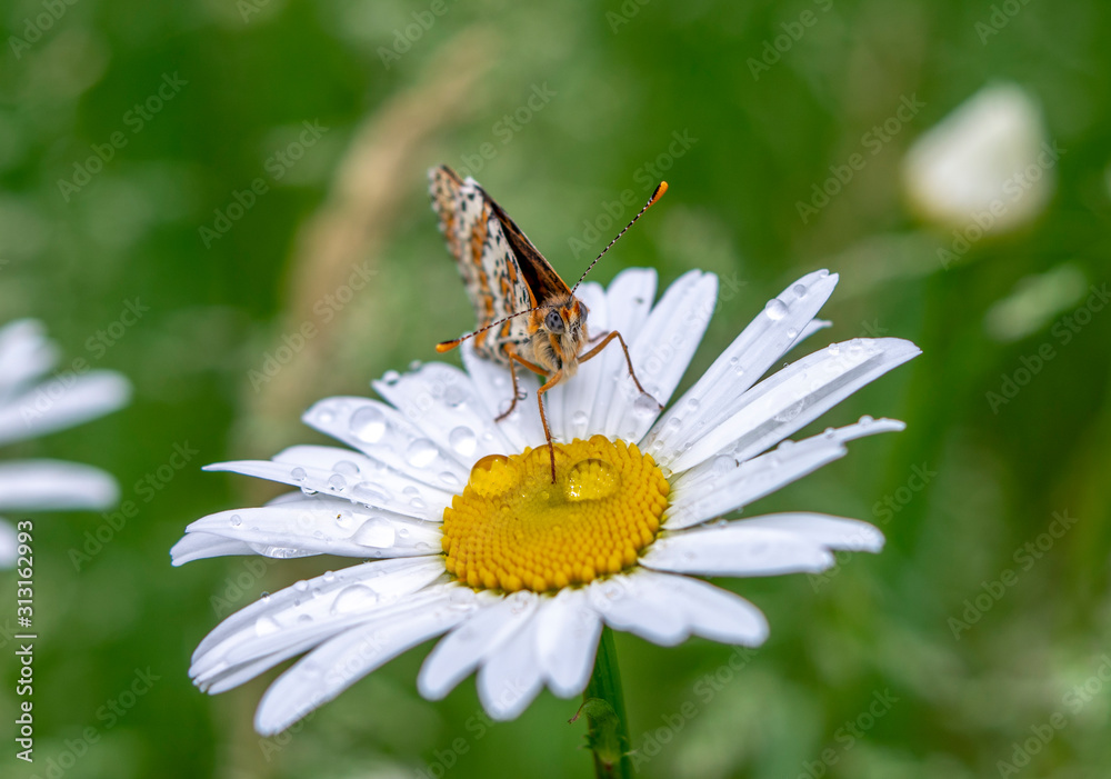 Spring, blooming daisies close-up on a Daisy sits a beautiful butterfly and drinks dew drops Spring, blooming daisies close-up on a Daisy sits a beautiful butterfly and drinks dew drops