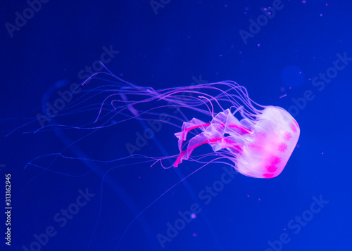 Jellyfish swim in the aquarium. Milk sea nettle, jellyfish in a neon light © natatravel