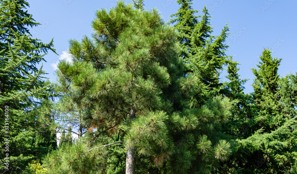 Beautiful View of landscape park with many rare and relict evergreens on the Black Sea coastline. Cypress trees, cedars and many flowering trees in the Aivazovsky park in Crimea. Partenit.