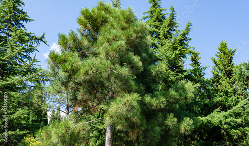 Beautiful View of landscape park with many rare and relict evergreens on the Black Sea coastline. Cypress trees  cedars and many flowering trees in the Aivazovsky park in Crimea. Partenit.