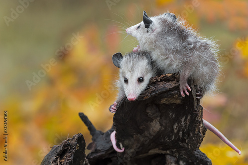 Virginia Opossum (Didelphis virginiana) Joeys Cry Out at Log End Autumn