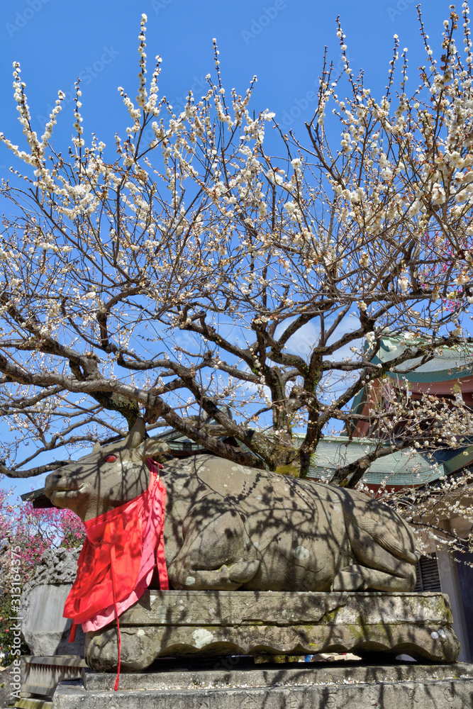 北野天満宮の梅と牛 Stock Photo Adobe Stock