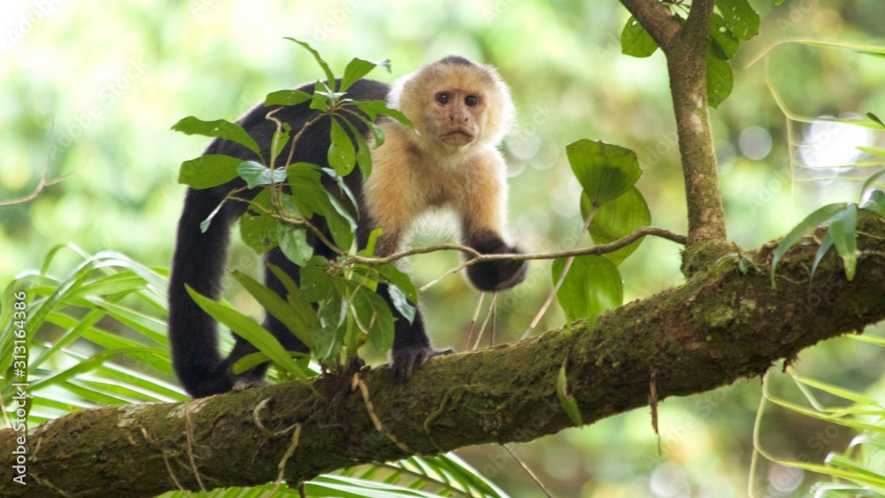 Capuchin monkey Capuchin monkey