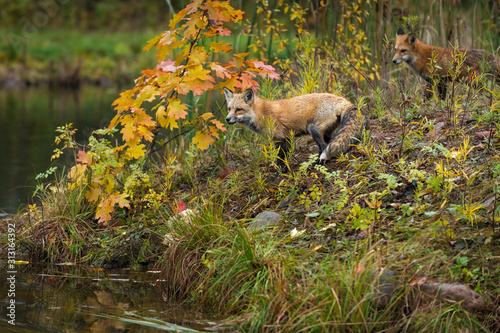 Fotografía Red Foxes (Vulpes vulpes) Look Out To Water Autumn