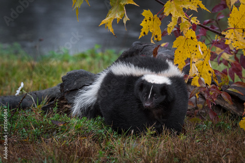 Striped Skunk (Mephitis mephitis) Stares Out Under Leaves Autumn