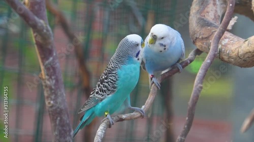 blue budgerigar parakeet couple kissing, birds expressing love, colorful tropical parrot specie from Australia