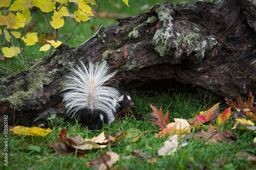 Eastern Spotted Skunk (Spilogale putorius) Turns Tail Raised Autumn photo