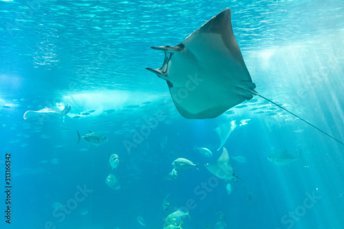 manta ray swimming in light blue water with sun rays coming down in the background © Ruben