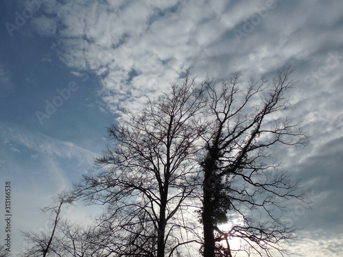 Baum im Himmel