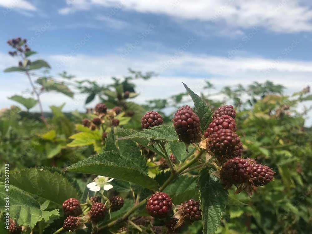 red berries on a branch