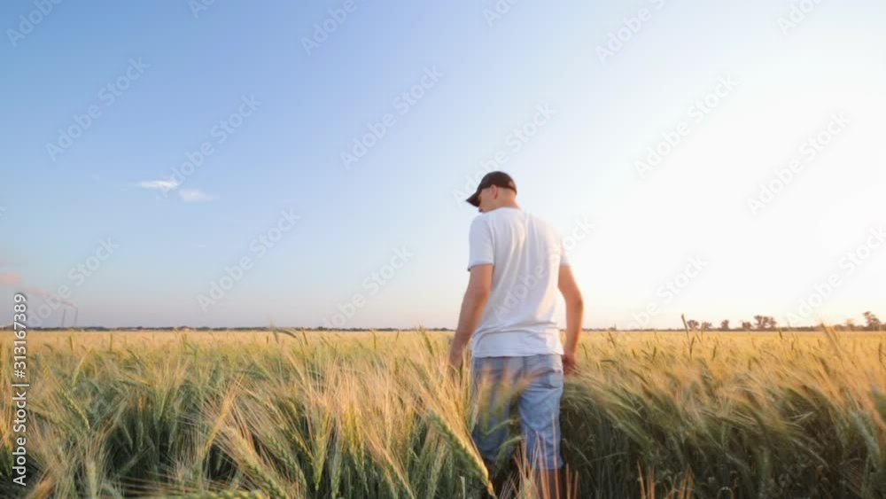 man walking on a field of wheat / fields of Ukraine man walking on a field of wheat / fields of Ukraine