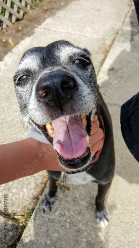 Black mixed breed old dog close up face.