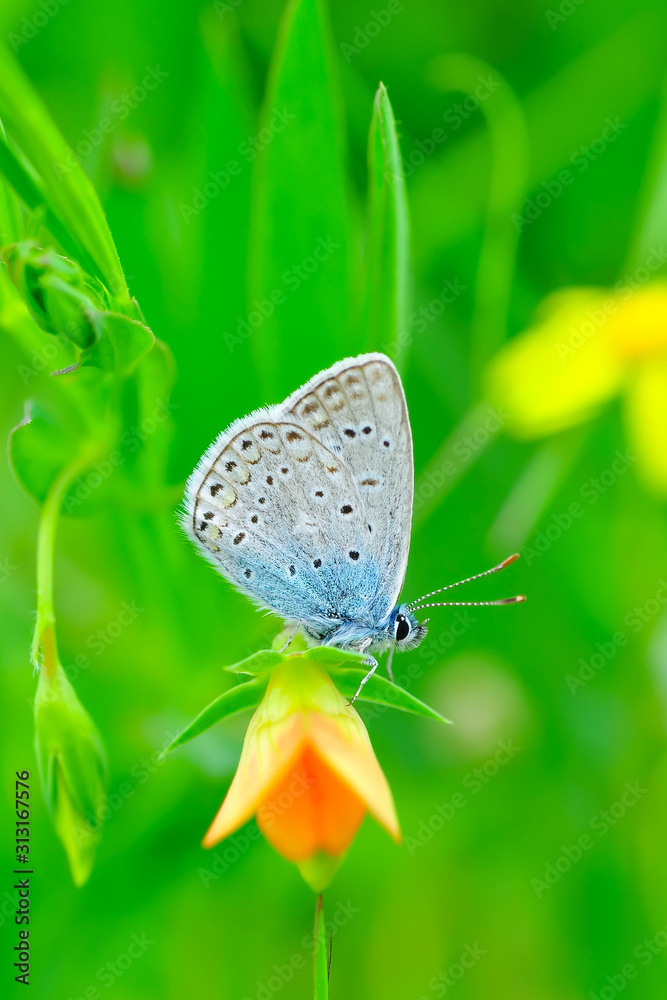 Closeup beautiful butterfly sitting on the flower. Closeup beautiful butterfly sitting on the flower.