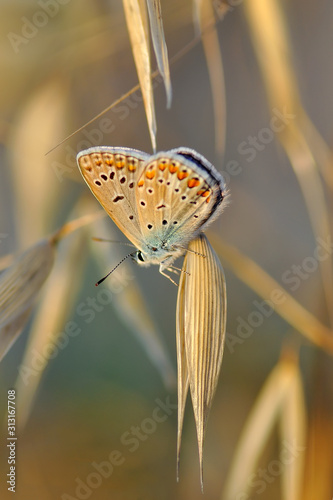 Photography Closeup beautiful butterfly sitting on the flower.