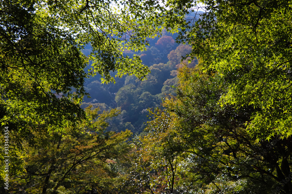 japon bosque