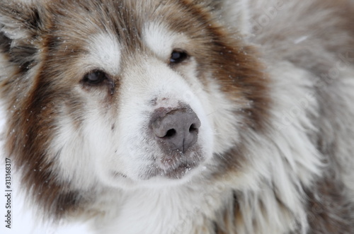 Canvas Print Canadian Eskimo Dog in Churchill