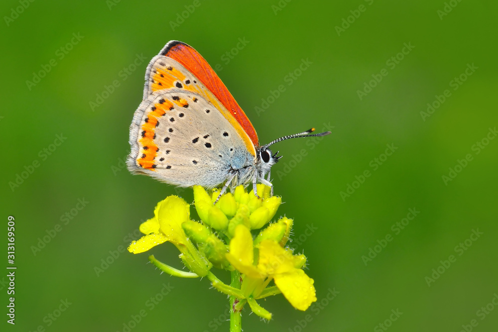 Closeup beautiful butterfly sitting on the flower.