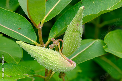 Follicles of common milkweed photo