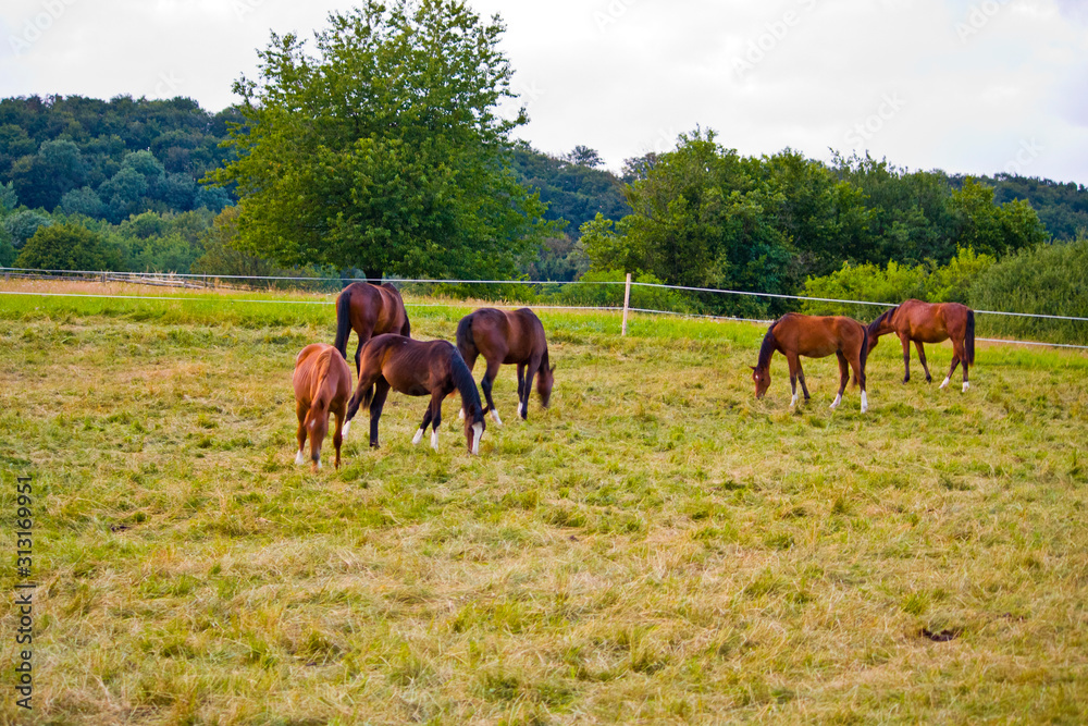 Horse herd on the pasture in Hesse, Germany