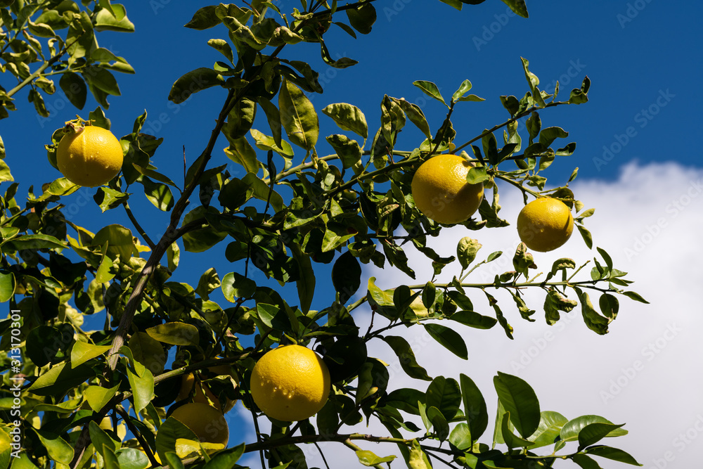 Clusters of grapefruits with visible rain drops hanging from tree ready to be harvested. Clusters of grapefruits with visible rain drops hanging from tree ready to be harvested.