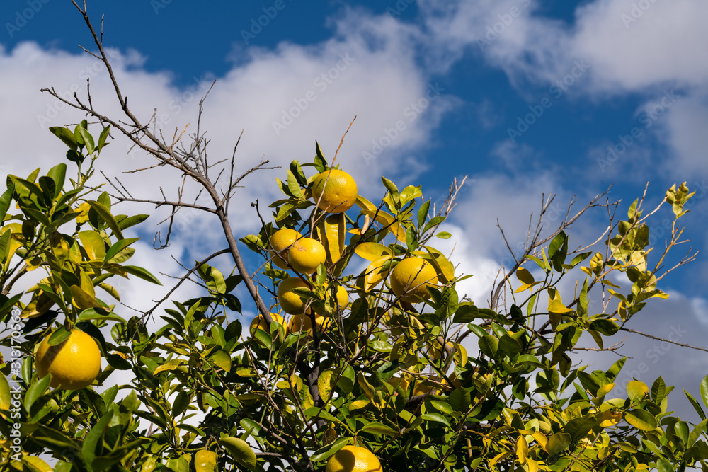 Clusters of grapefruits with visible rain drops hanging from tree ready to be harvested. Clusters of grapefruits with visible rain drops hanging from tree ready to be harvested.