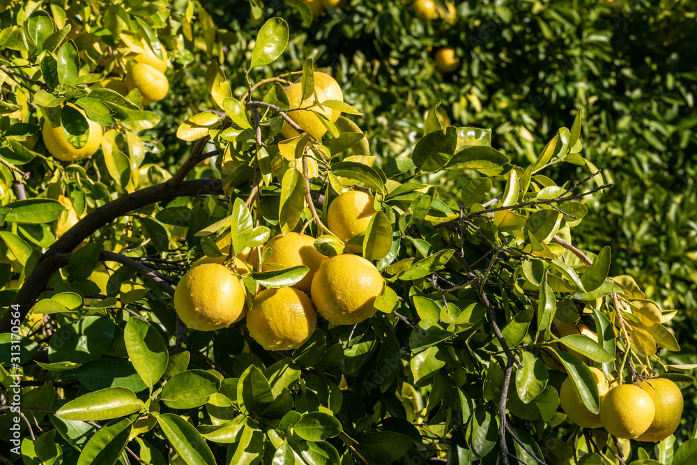 Clusters of grapefruits with visible rain drops hanging from tree ready to be harvested. Clusters of grapefruits with visible rain drops hanging from tree ready to be harvested.