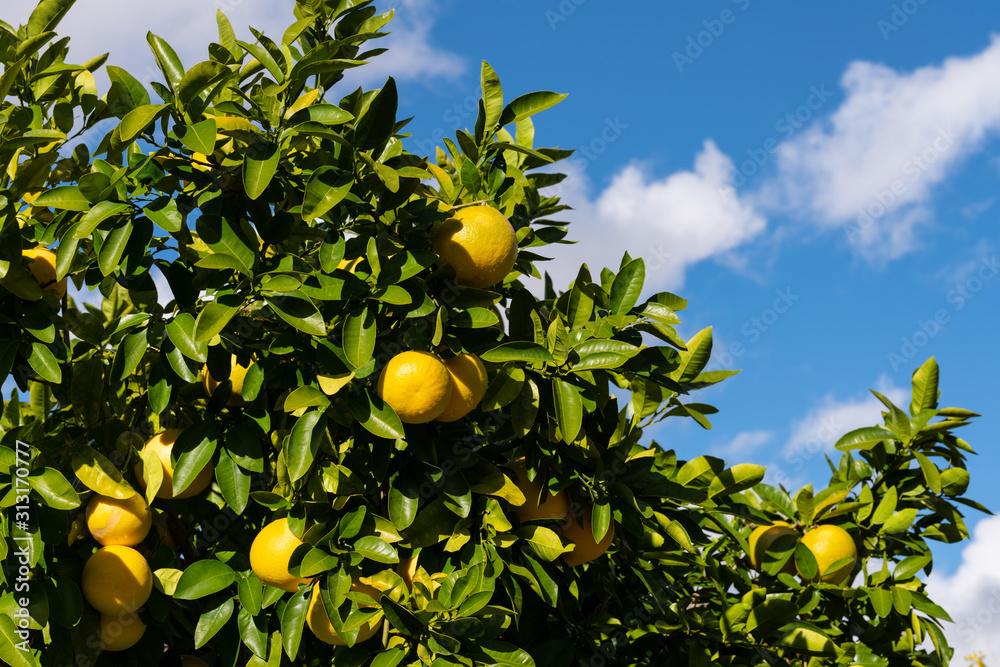 Clusters of grapefruits with visible rain drops hanging from tree ready to be harvested.