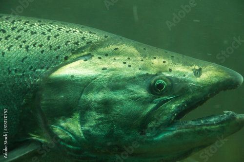 The Chinook salmon (Oncorhynchus tshawytscha) also called king salmon. Fish on their way to spawning, view from Ballard Locks in Seattle. photo